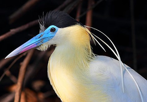 Capped Heron